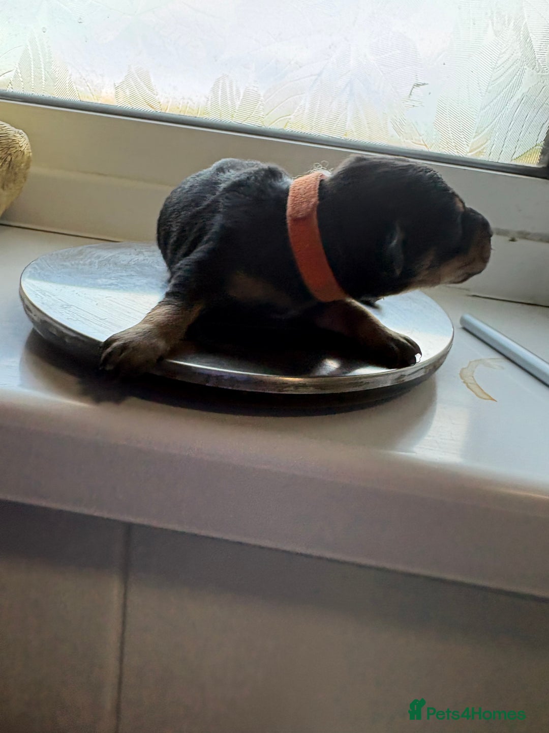 Mixed Breed dogs for sale: Doxie poo puppies - Image 17