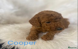 Miniature Poodle dogs for sale: Gorgeous Red Minature Poodles Puppies  - Image 30