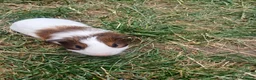 Guinea Pig rodents for sale: Brothers 8 weeks old  - Advert 4