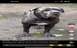 Cane Corso dogs for sale: Blue Cane corso - Image 1