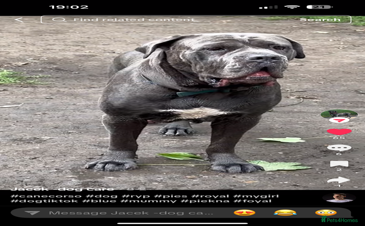 Cane Corso dogs - Advert 1