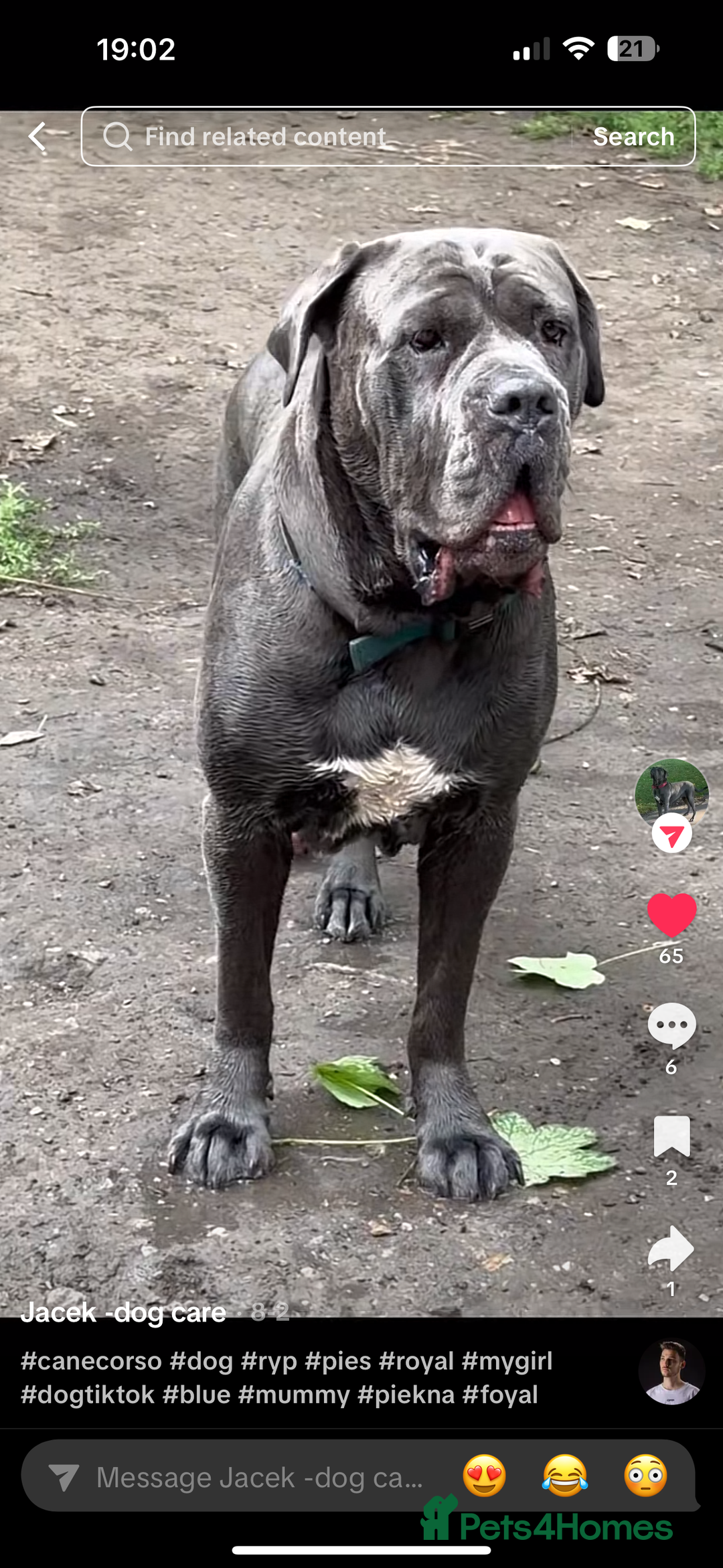 Cane Corso dogs for sale: Blue Cane corso - Image 1