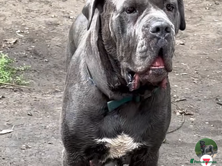Cane Corso dogs - Advert 2