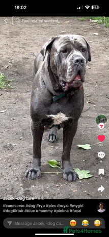 Cane Corso dogs - Advert 2