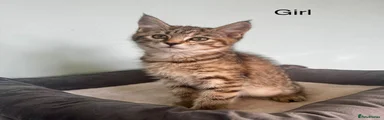 Maine Coon 3