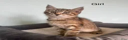 Maine Coon cats for sale: Half Maine Coon kittens  - Advert 10