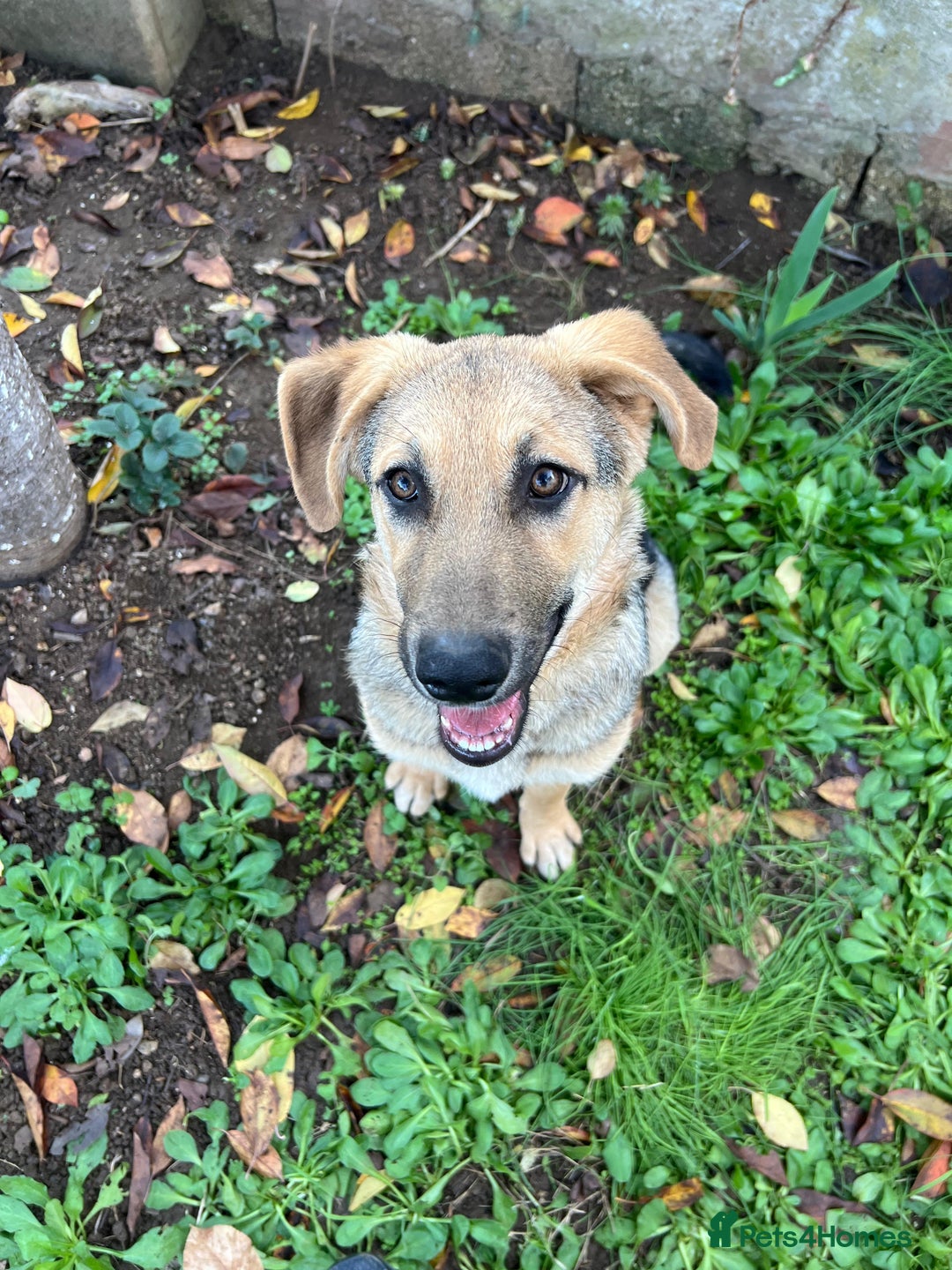 Anatolian Shepherd dogs for adoption: 6.5-Month-Old Anatolian Shepherd Mix Ready For You - Advert 9