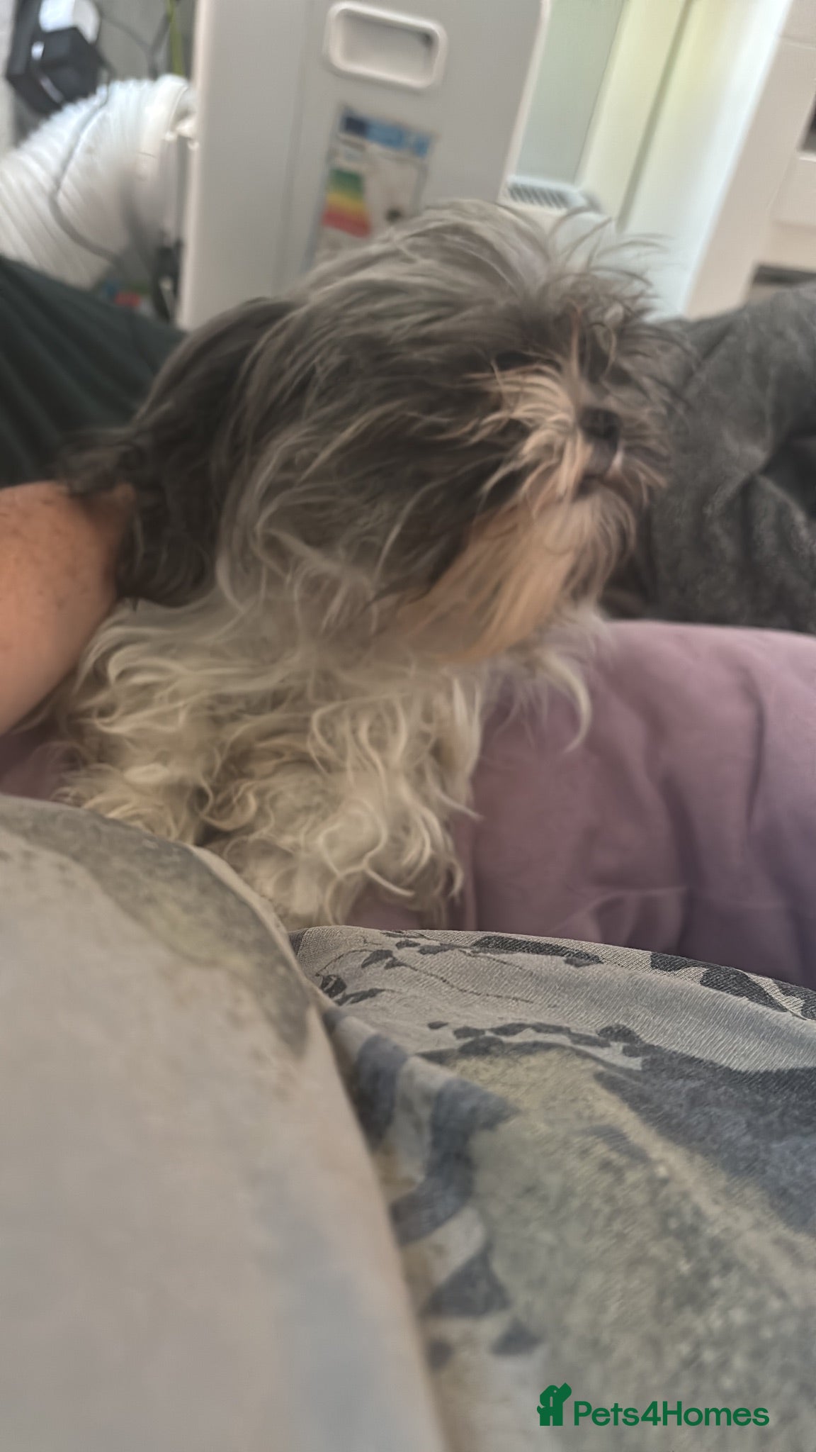 Shorkie dogs 2 males left  - Advert 9