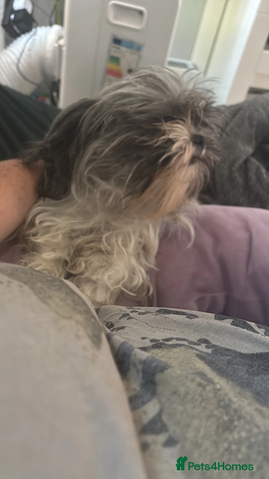 Shorkie dogs for sale: 2 males left  in Luton - Advert 1