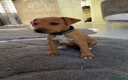 Mixed Breed dogs for sale: whippet x pit - Image 2
