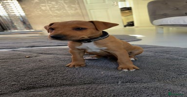 Mixed Breed dogs - Advert 7