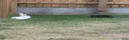 Mixed Breed rabbits for sale: Female bunny to good home - Advert 4