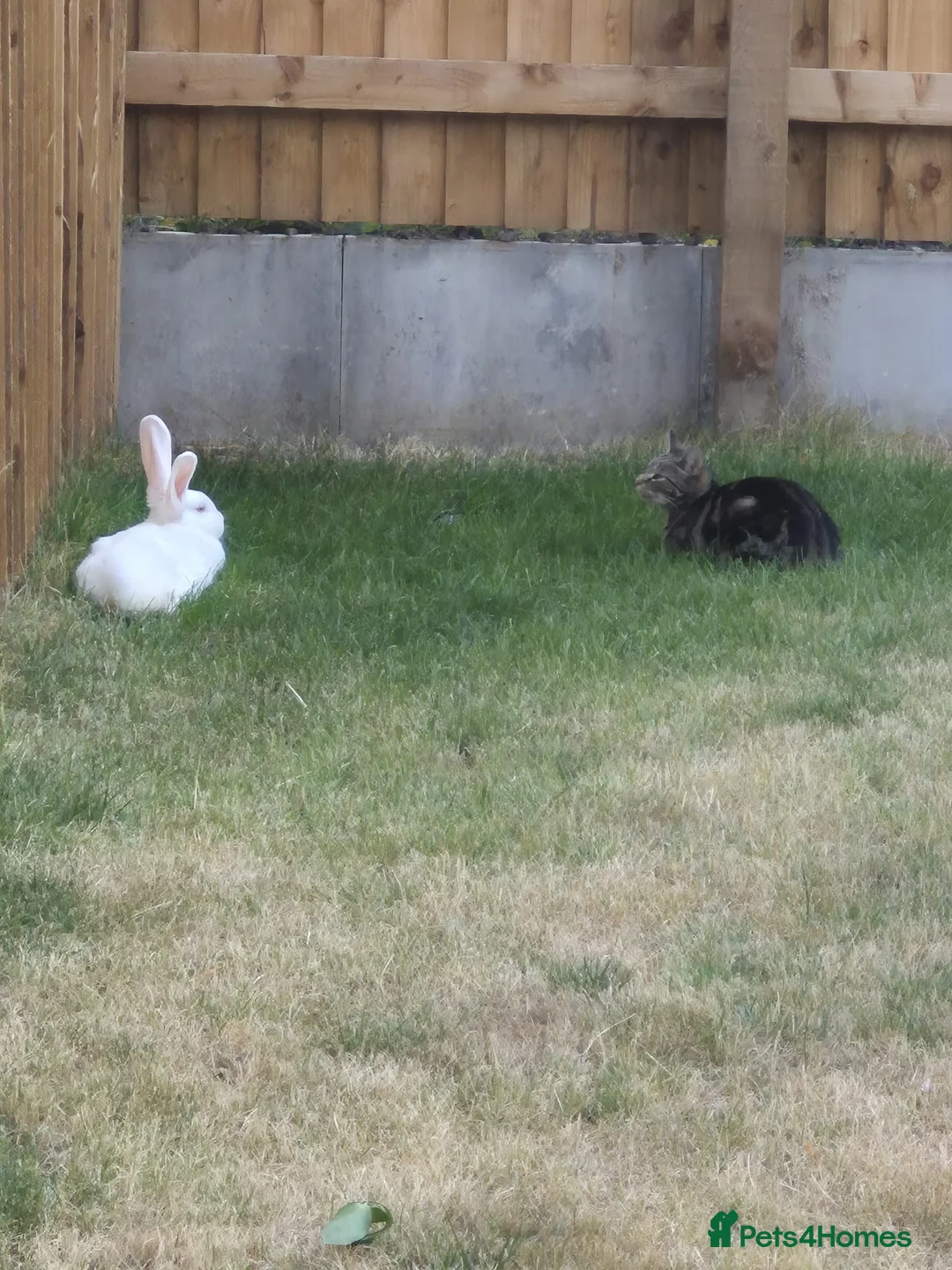 Mixed Breed rabbits for sale: Female bunny to good home - Advert 4