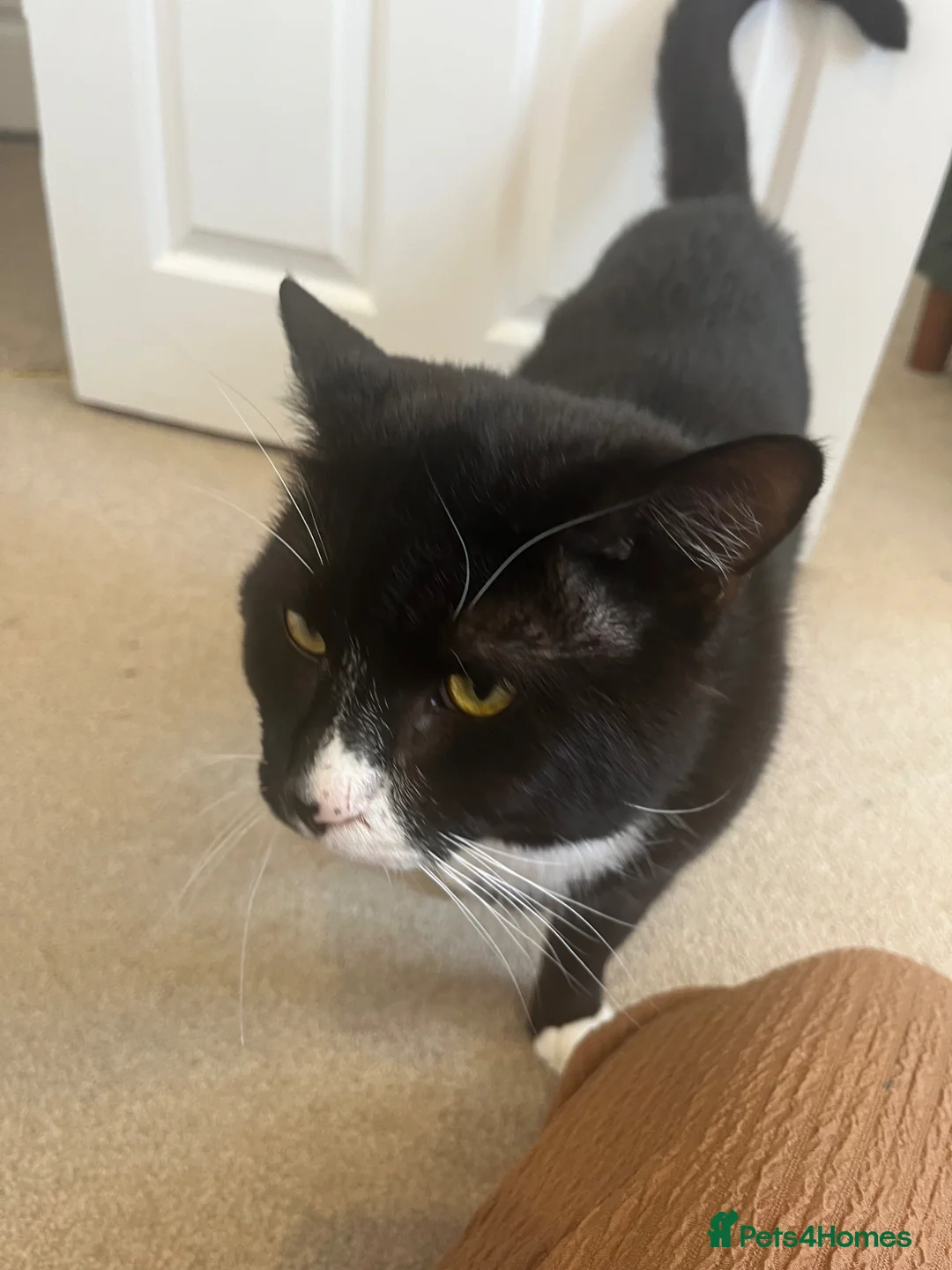 British Shorthair cats for sale: 1 year old male in Newbury - Advert 3