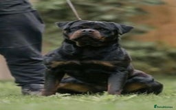 Rottweiler dogs for sale: The best of the best Rottweilers  - Image 1