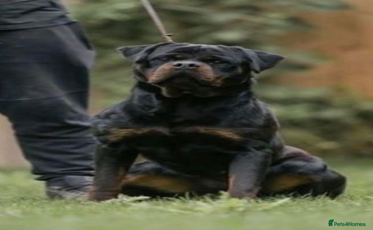 Rottweiler dogs - Advert 1