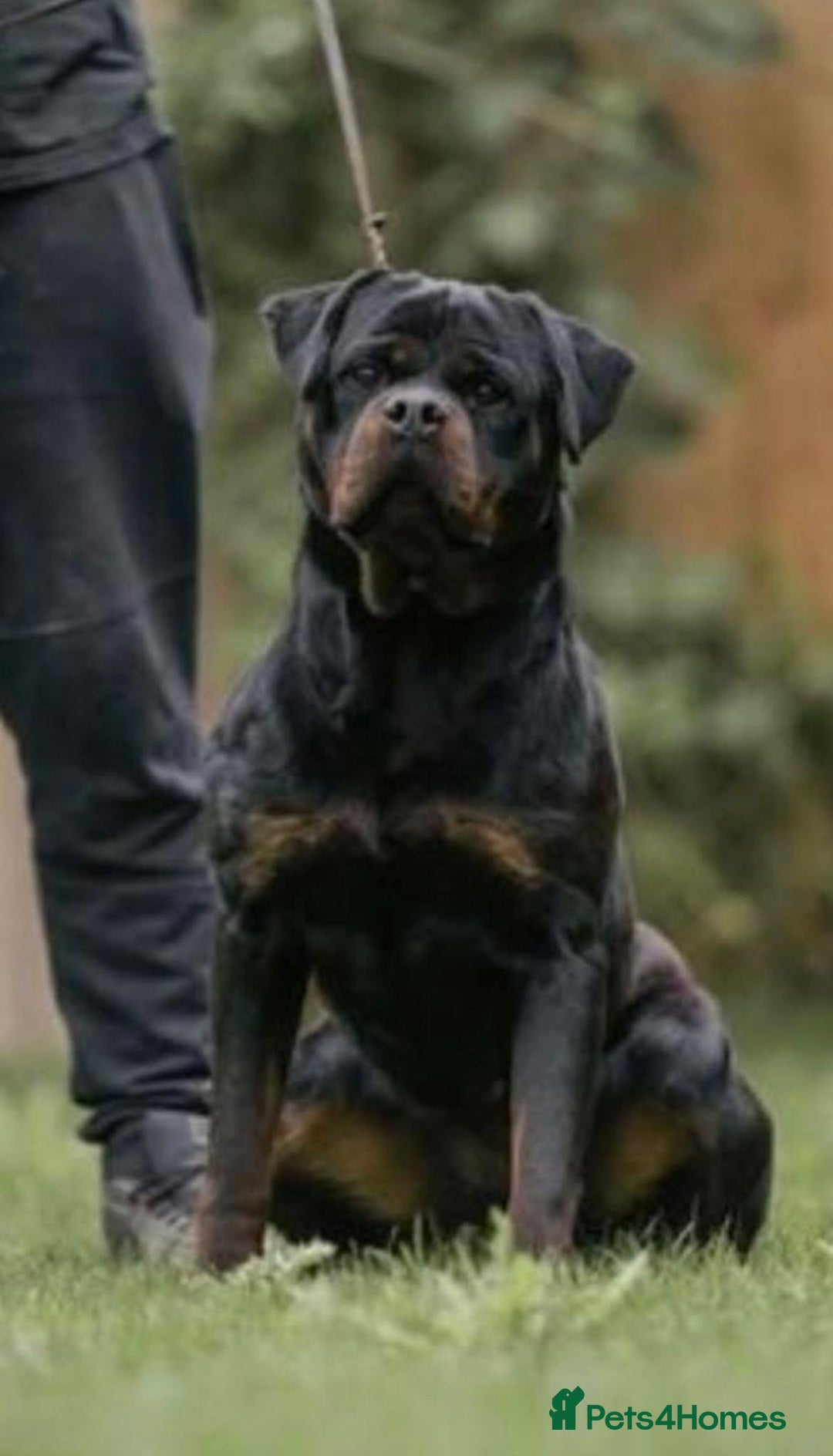 Rottweiler dogs for sale: The best of the best Rottweilers  - Image 1