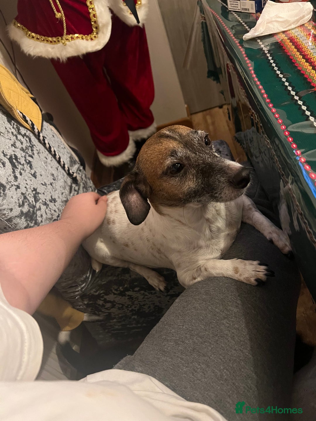 Jack Russell dogs for sale: 2 Jack Russell Puppies READY TO GO - Advert 9