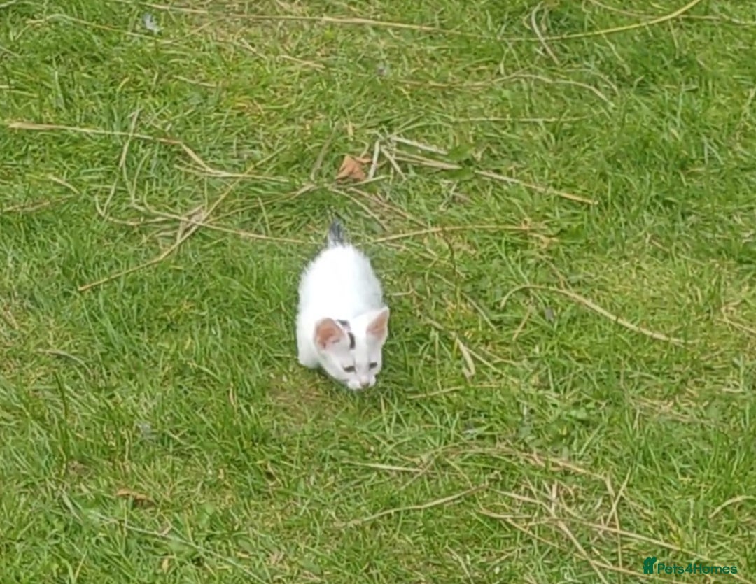 Mixed Breed cats for sale: Lovely beautiful kittens, robust, healthy - Image 2