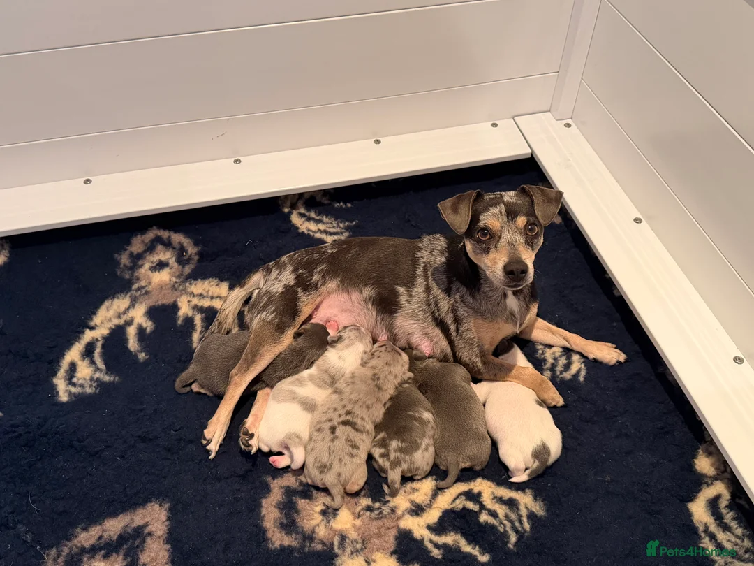 Jack Russell dogs for sale: Perfect Blue and Blue Merle Jack Russell Puppies - Advert 1