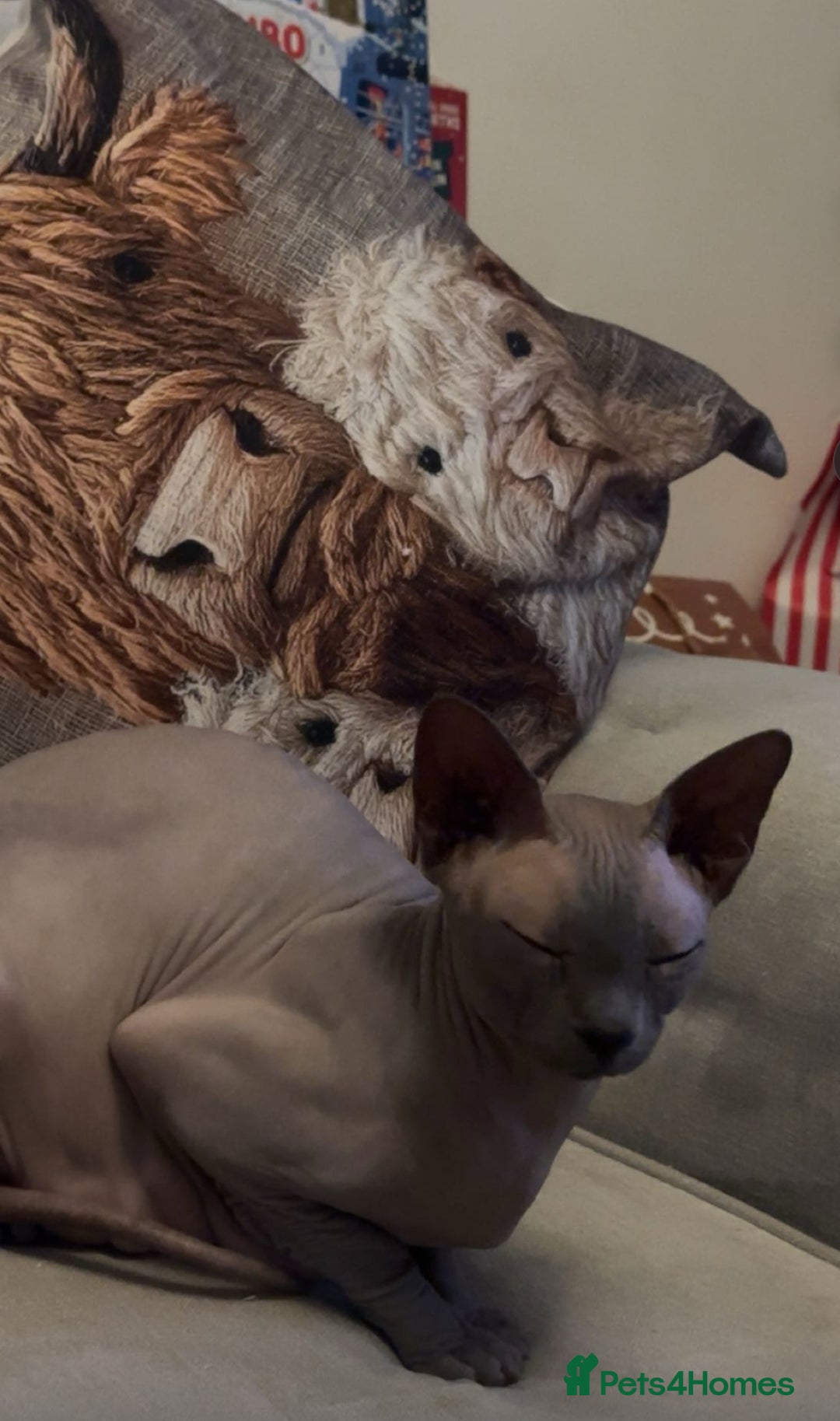 Sphynx cats for sale: Sphinx kittens  - Advert 1