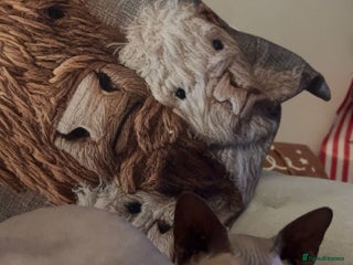 Sphynx cats Sphinx kittens - Advert 1