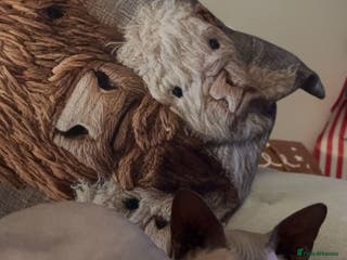 Sphynx cats Sphinx kittens - Advert 6