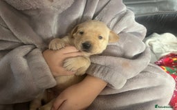 Labrador Retriever dogs for sale: Labrador puppies  - Image 8