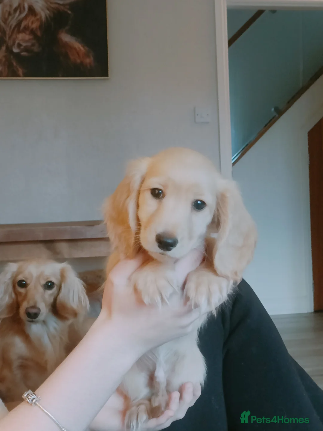 Dachshund dogs for sale: Ready now KC Miniature dachshund clear cream boy  - Advert 2