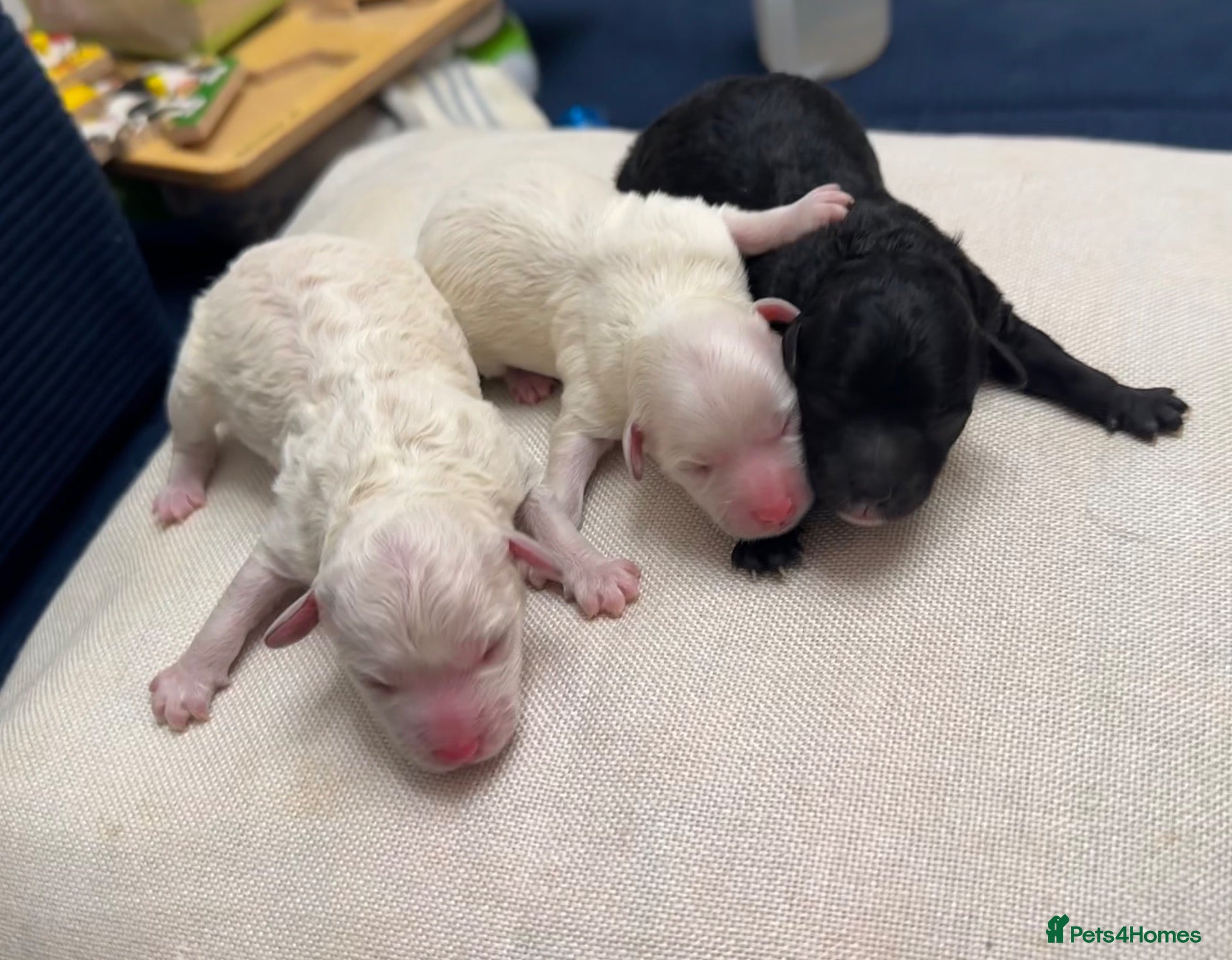 Maltipoo dogs for sale: 【new litter】Beautiful Maltipoo Puppies - Advert 7