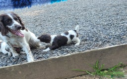 English Springer Spaniel dogs for sale: KC Working English Springer Spaniel puppies  - Image 8