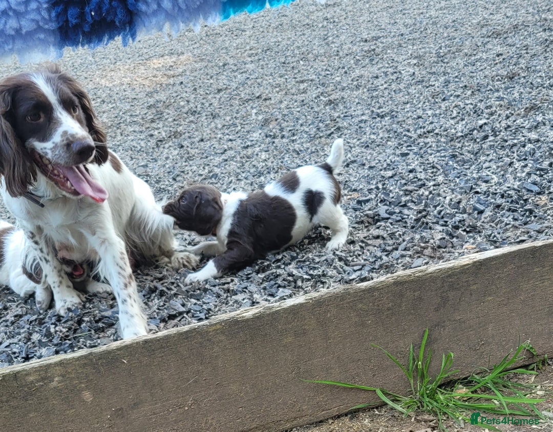 English Springer Spaniel dogs for sale: KC Working English Springer Spaniel puppies  - Image 8