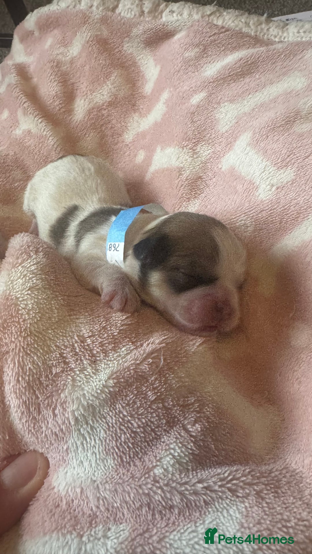 Shih Tzu dogs for sale: ⭐️Beautiful  Shih~Tzu puppies Ready 3rd October🐾 - Image 11