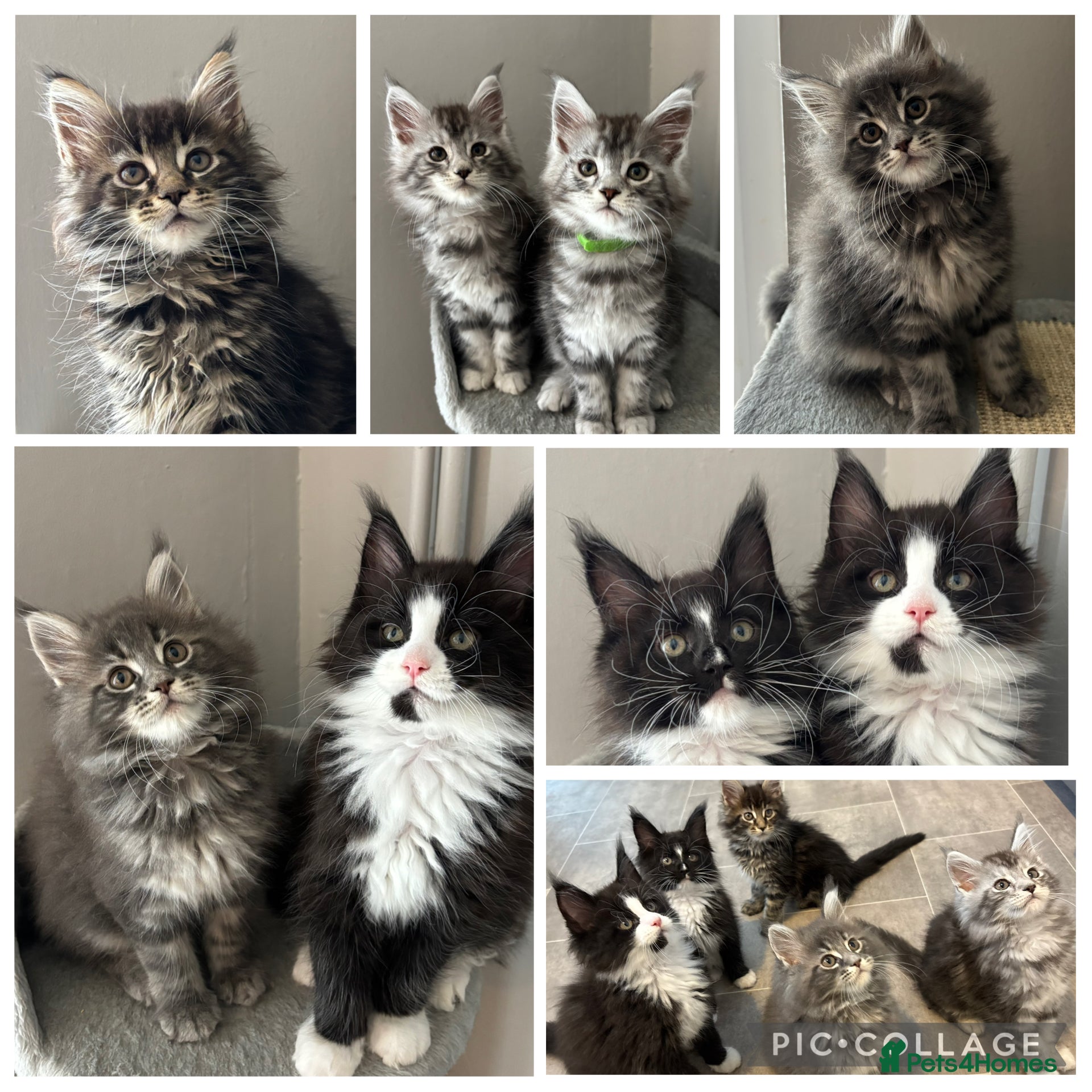 Maine Coon cats AMAZING TICA MAINE COON KITTENS  - Advert 1