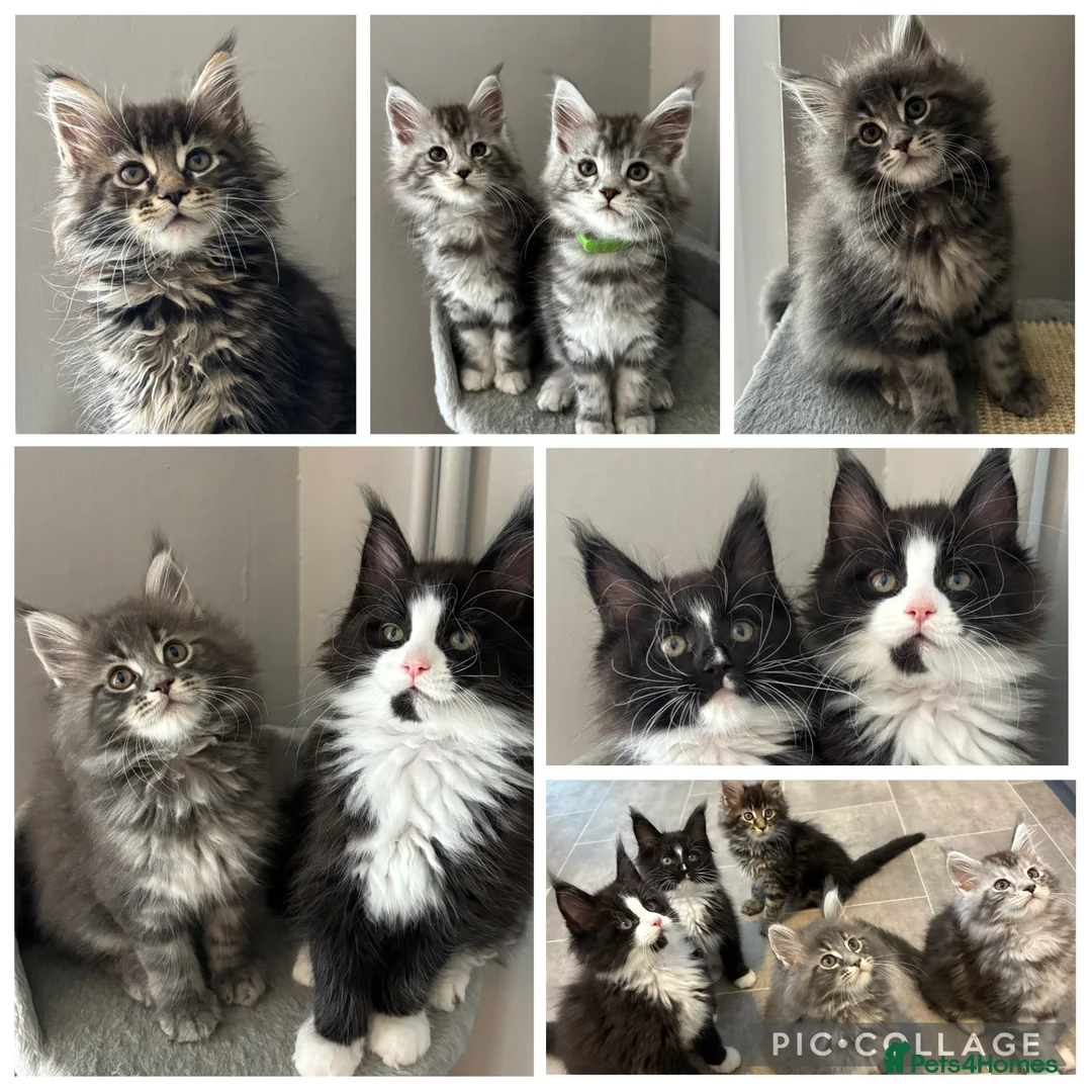 Maine Coon cats for sale: AMAZING TICA MAINE COON KITTENS  - Advert 1