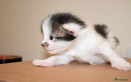 Mixed Breed cats for sale: Adorable bundles of fluff - Image 4
