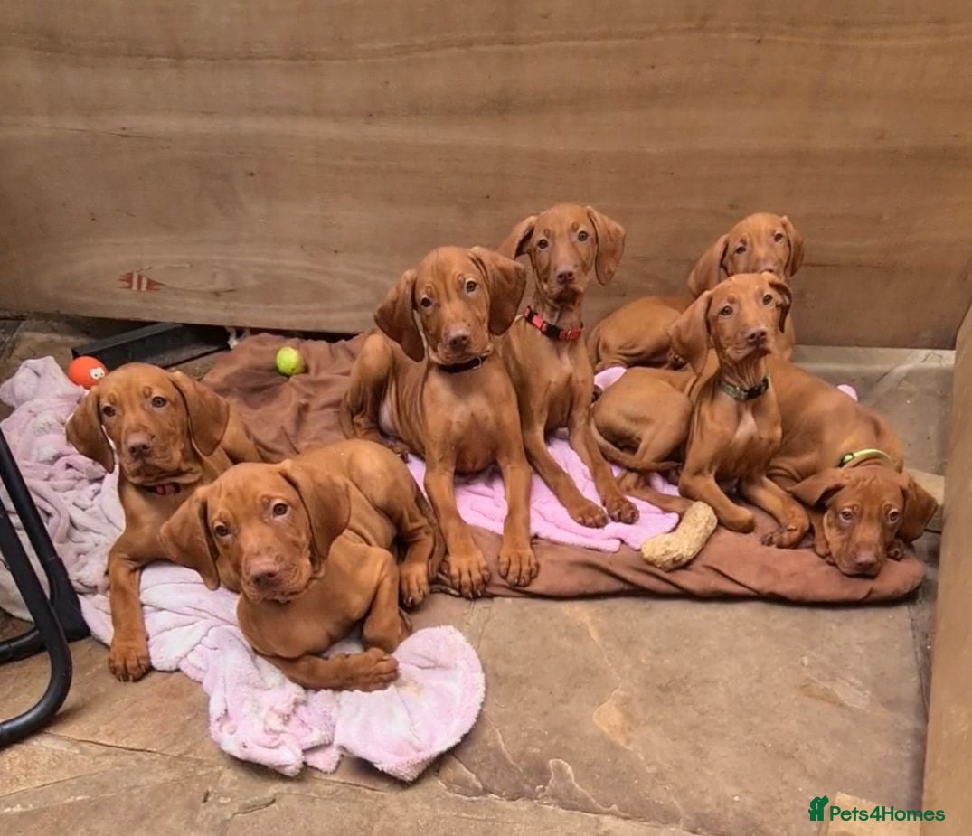 Hungarian Vizsla dogs Hungarian Vizsla - Advert 2