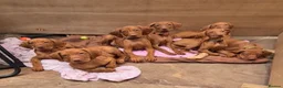 Hungarian Vizsla dogs for sale: Hungarian Vizsla - Advert 2