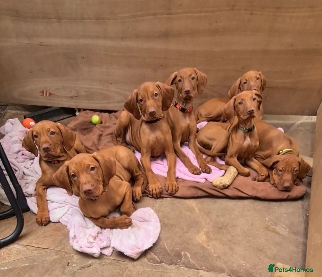 Hungarian Vizsla dogs for sale: Hungarian Vizsla - Advert 2