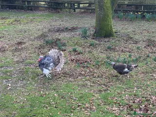 Turkeys poultry Breeding pair of turkeys - Advert 15