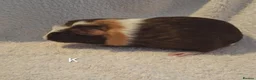 Guinea Pig rodents for sale: Beautiful Baby guineas ready now ♥️ - Advert 19