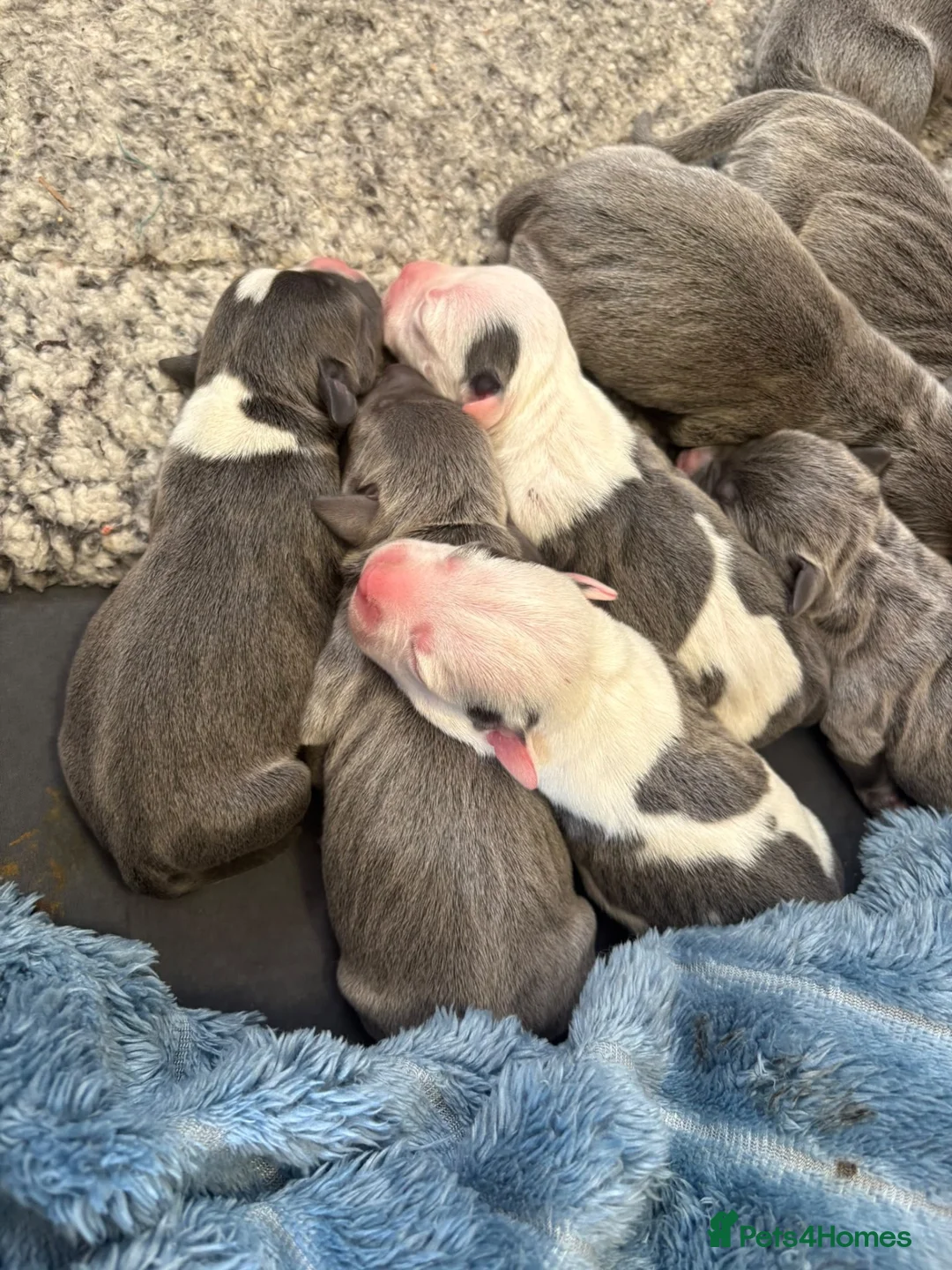Staffordshire Bull Terrier dogs for sale: Beautiful Blue Staffordshire Bull Terrier Puppies in Hinckley - Advert 2