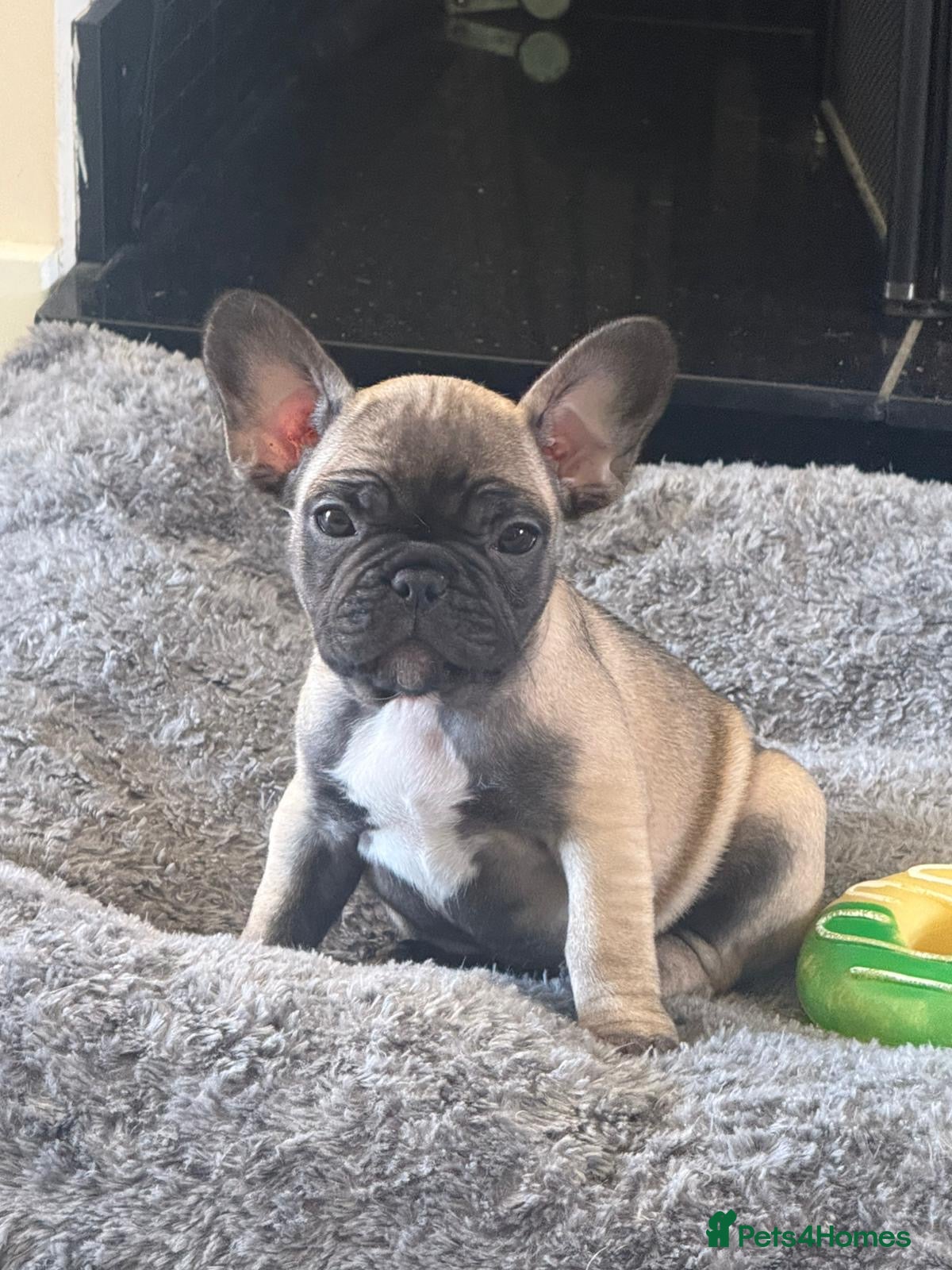 French Bulldog dogs 1 Beautiful French Bulldog girl ready to go!   - Advert 3