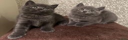 British Longhair cats for sale: Adorable British Shorthair Kittens  - Advert 1