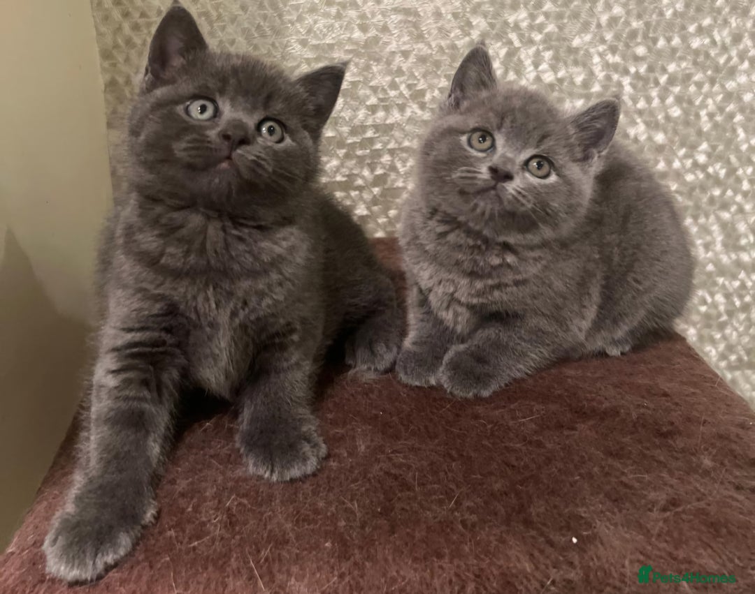 British Longhair cats for sale: Adorable British Shorthair Kittens  - Advert 1