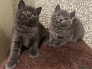 British Longhair cats Adorable British Shorthair Kittens - Advert 4