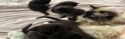 British Longhair cats for sale: 3 gorgeous black male kittens available  - Advert 7