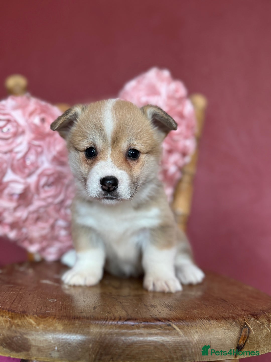 Welsh Corgi Pembroke dogs for sale: Show Quality puppies - Image 8