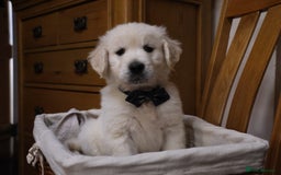 Golden Retriever dogs for sale: Out of DNA tested, kind & Champion bloodlines - Image 28