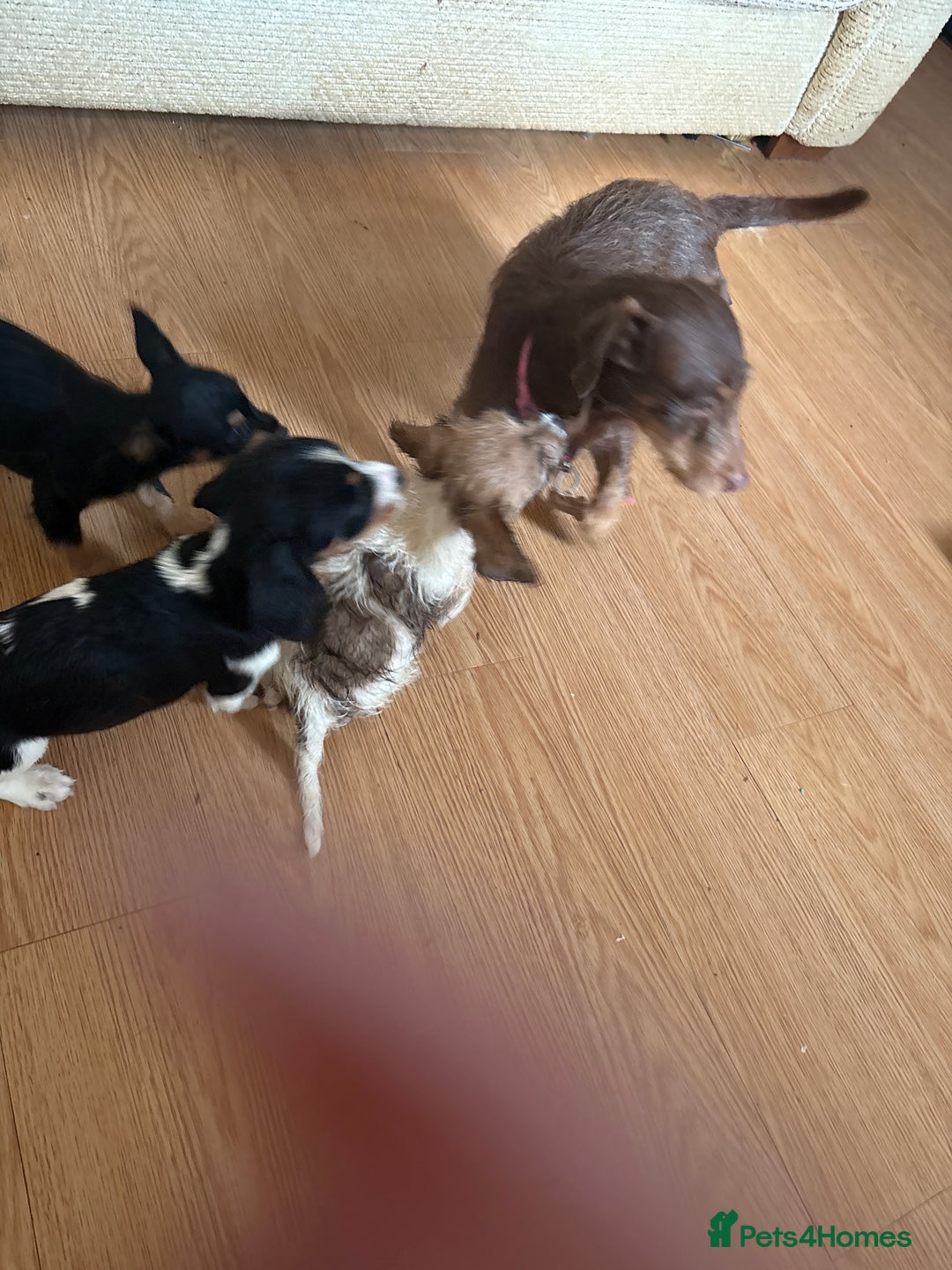 Dachshund dogs for sale: 5 dachshund x cavachon pups for sale  - Image 11
